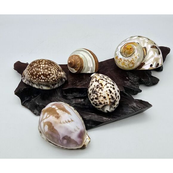 Lot Of 5 Shells~ Carved Elephant ~ Mother of Pearl~ Hermit ~ Cowrie - Picture 1 of 16
